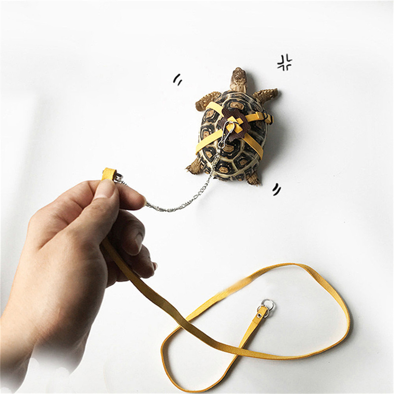 カメ牽引ベルトコントロールロープトレーニングベルト屋外ウォー - Water Dish Reptile のレビューと価格